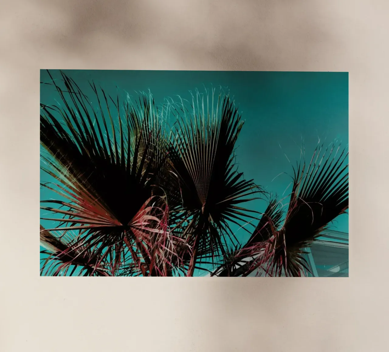 Palms IV pellicola backlit da Sebastian Hilgetag