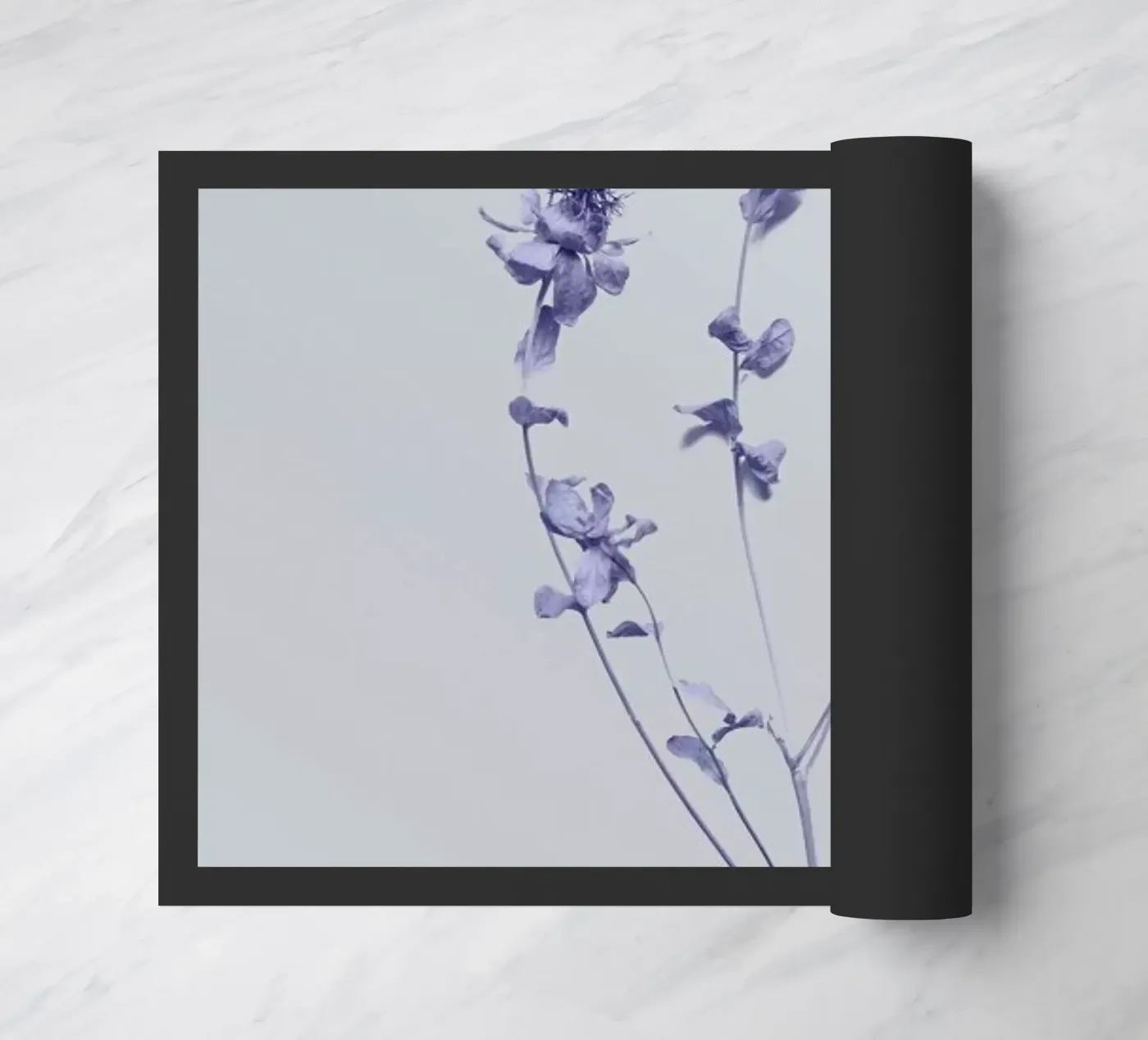 Cardoon II zerbino da Elena Veronese