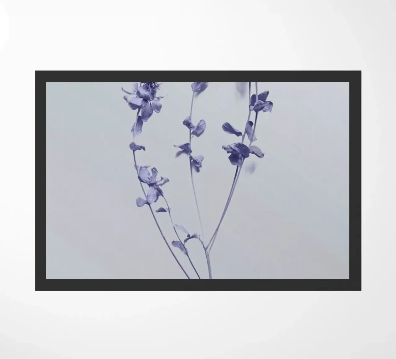 Cardoon II zerbino da Elena Veronese