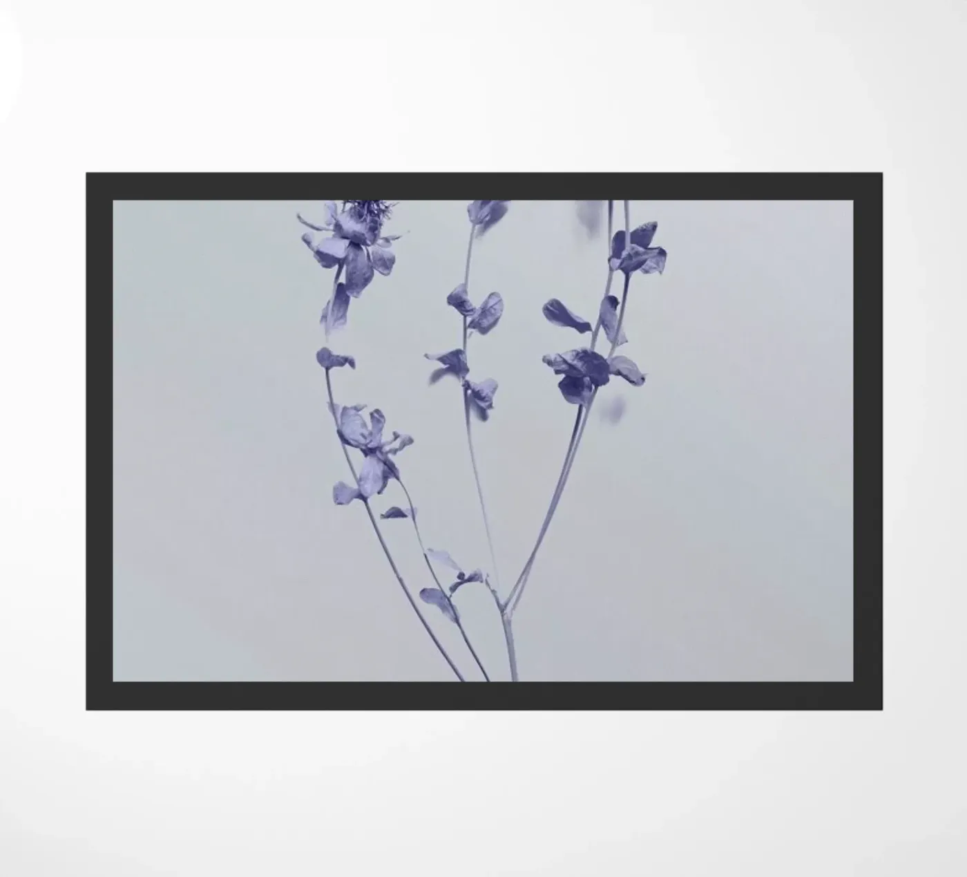 Cardoon II zerbino da Elena Veronese