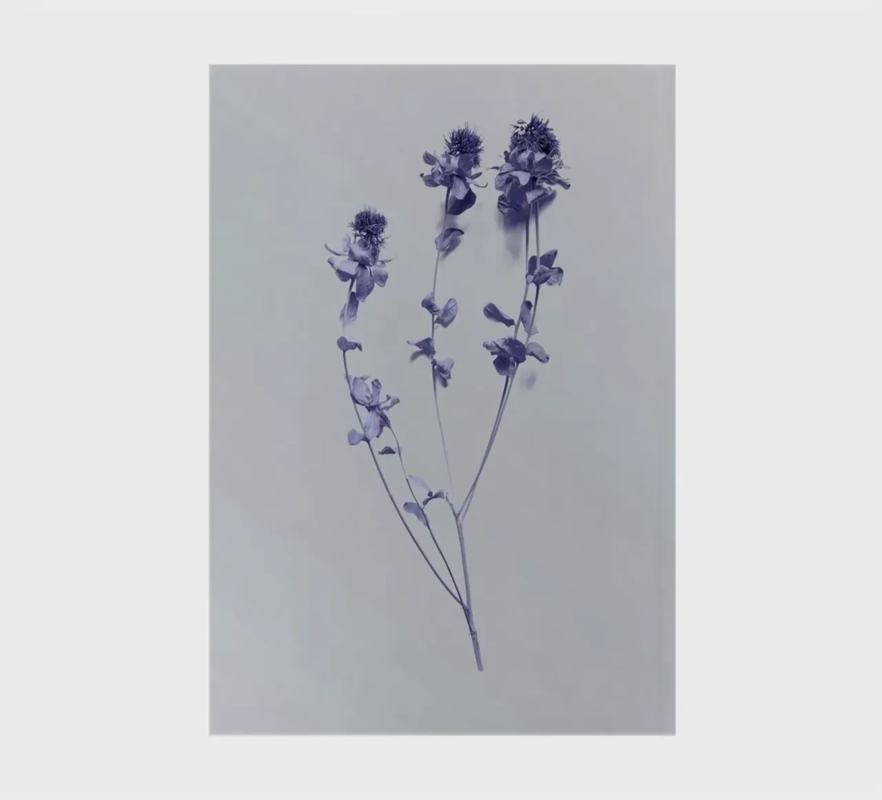 Cardoon II notebook by Elena Veronese