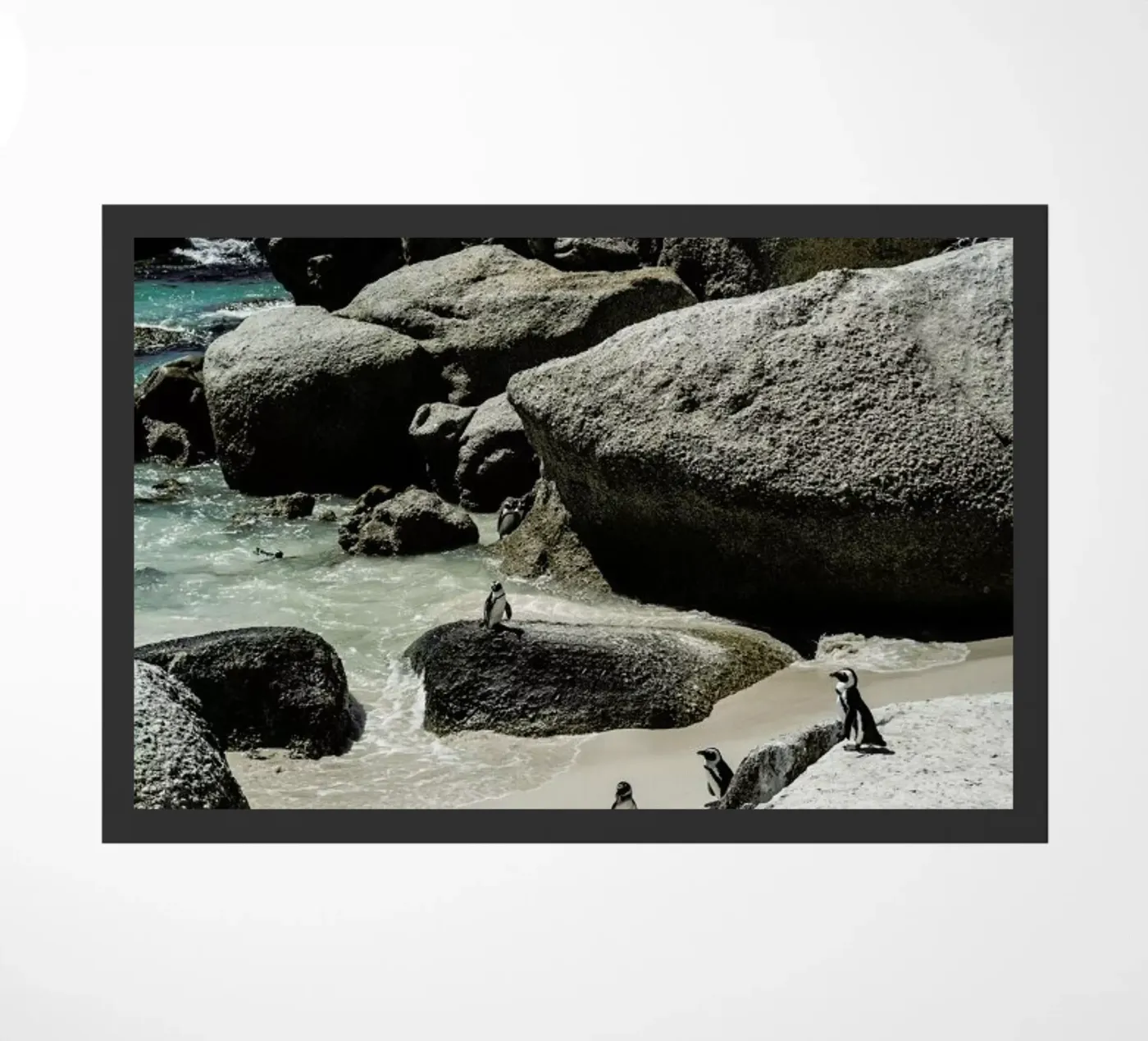 Boulders Beach zerbino da Shot By Clint