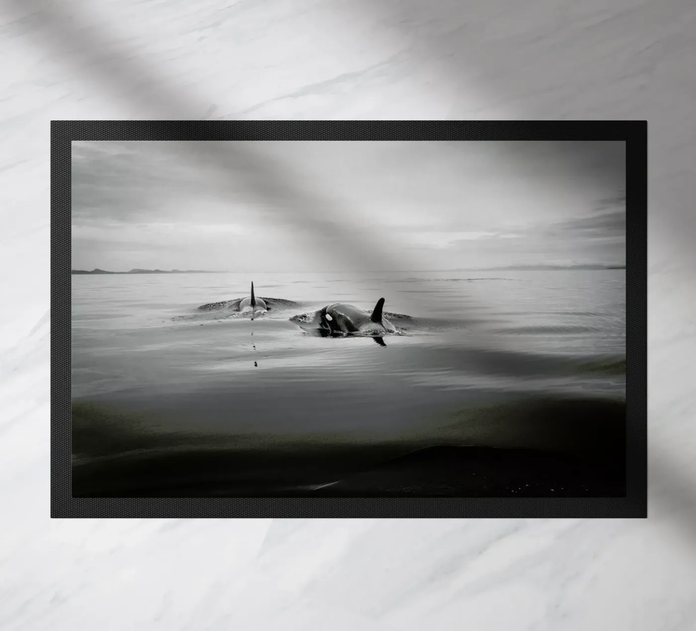 Canada 8 zerbino da Philipp Reinhard