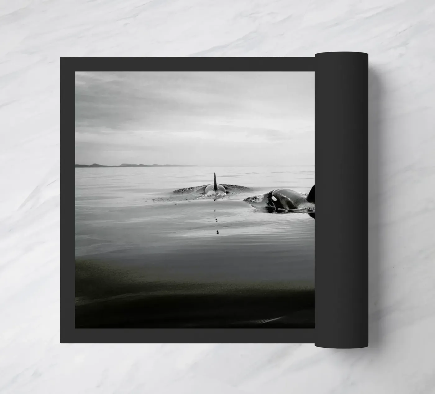 Canada 8 zerbino da Philipp Reinhard