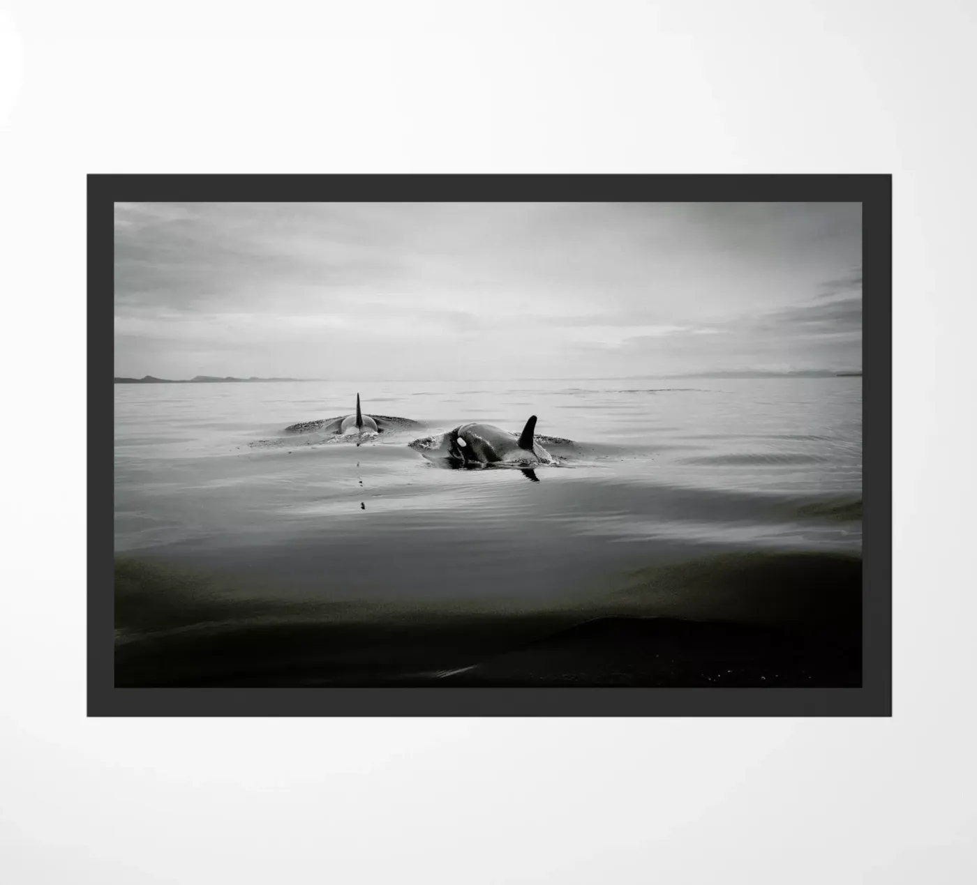 Canada 8 zerbino da Philipp Reinhard