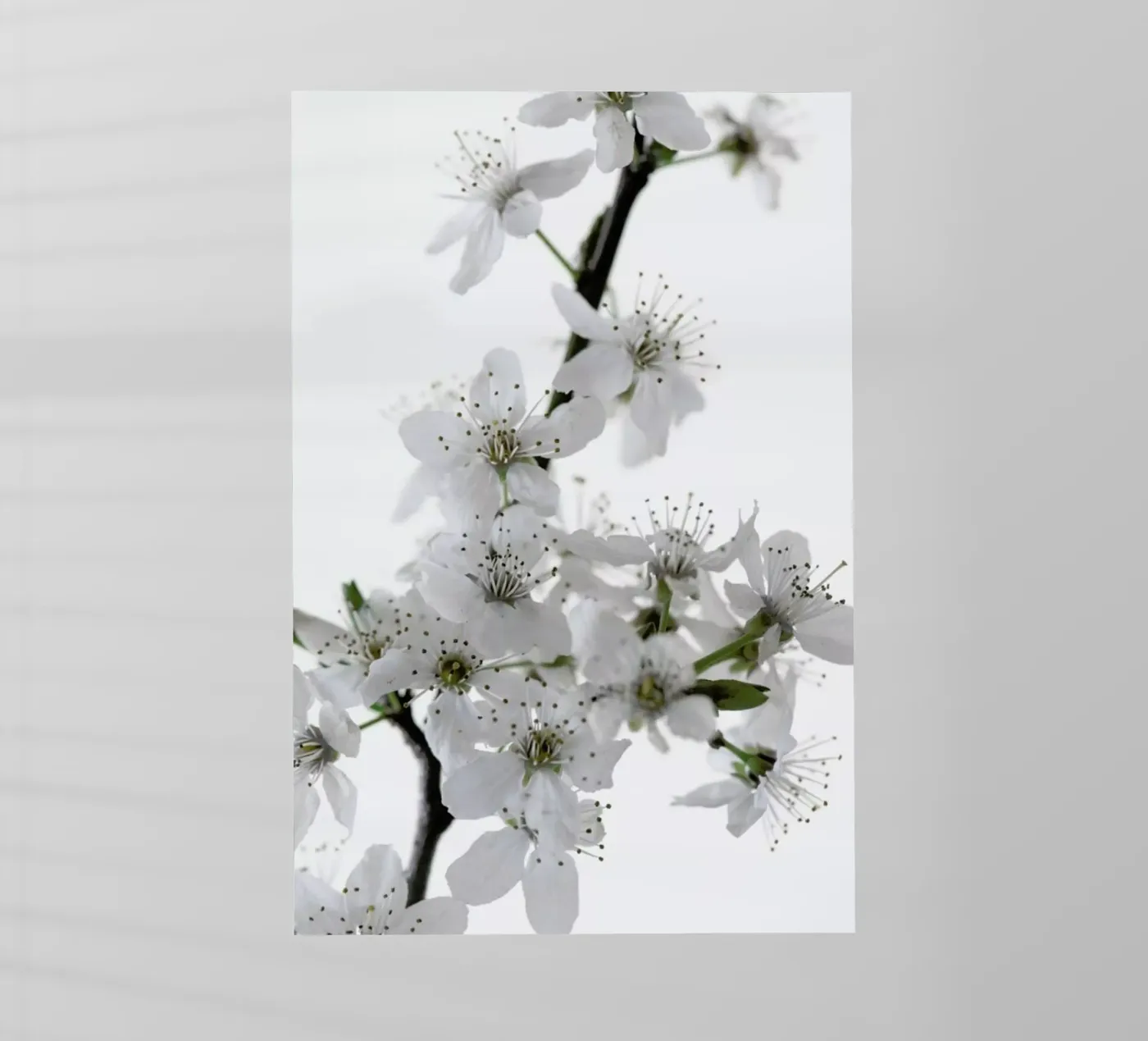 Cherry Flowers pellicola backlit da Studio Nahili