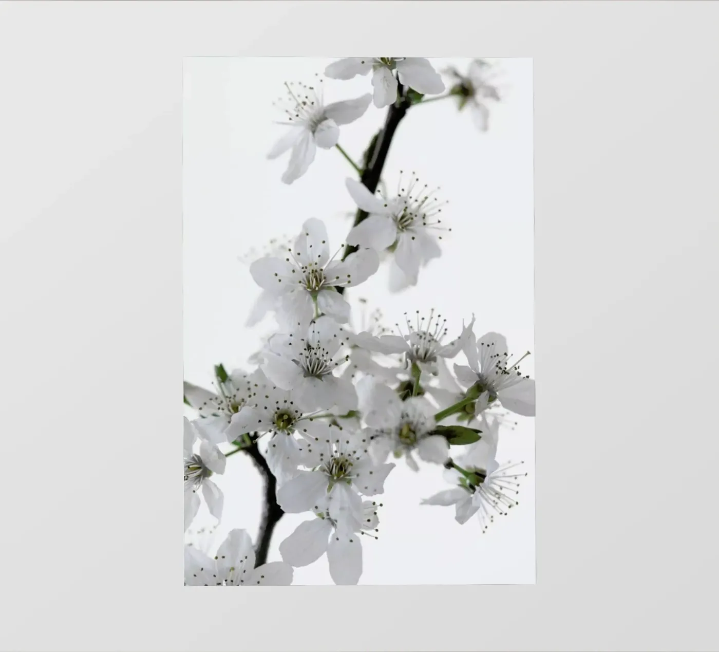 Cherry Flowers pellicola backlit da Studio Nahili