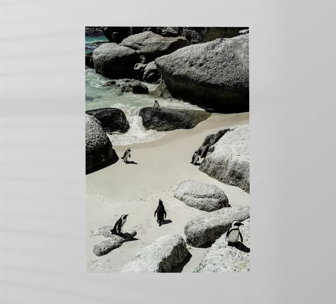 Penguins Beach pellicola backlit da Shot By Clint
