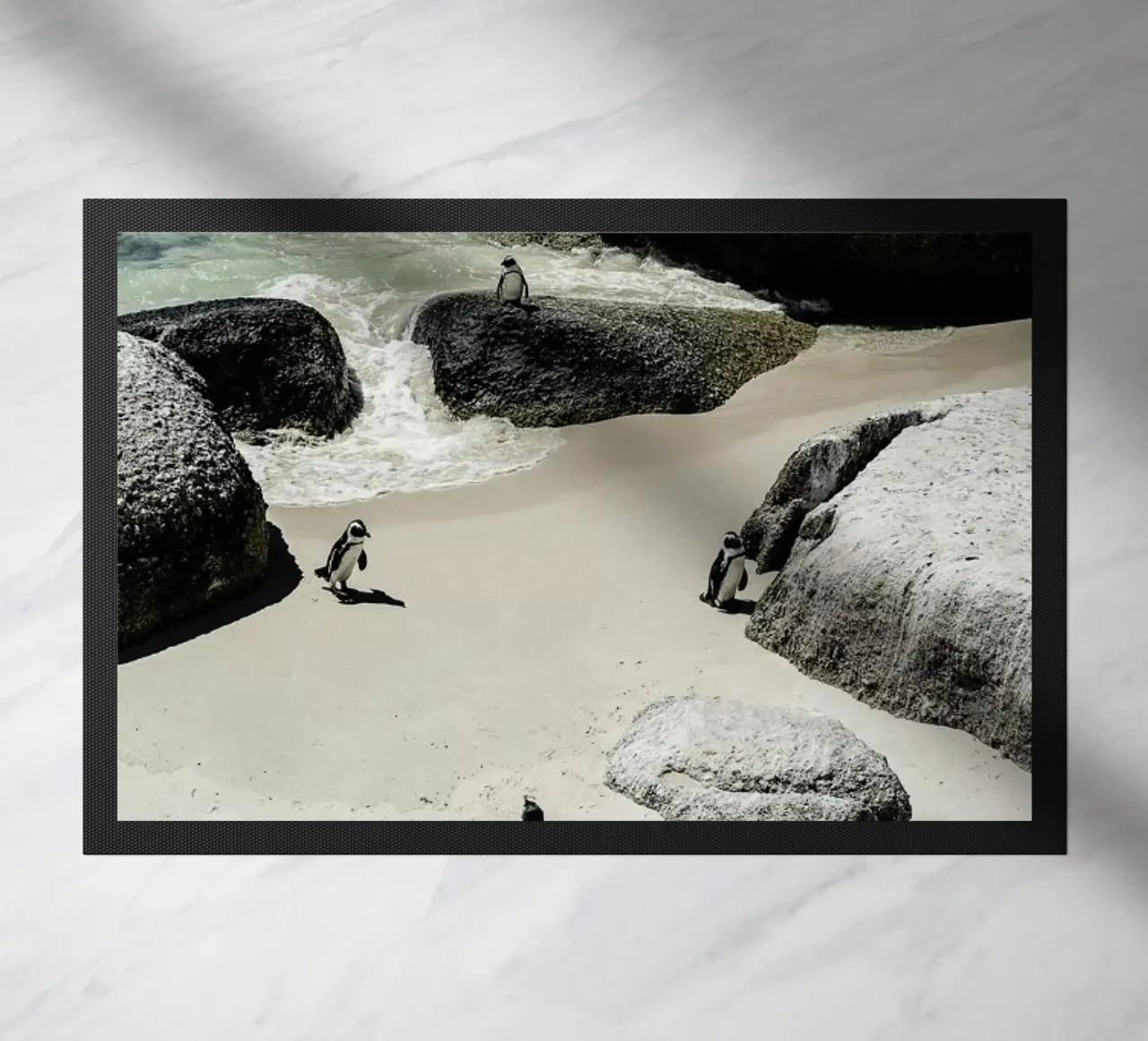 Penguins Beach zerbino da Shot By Clint