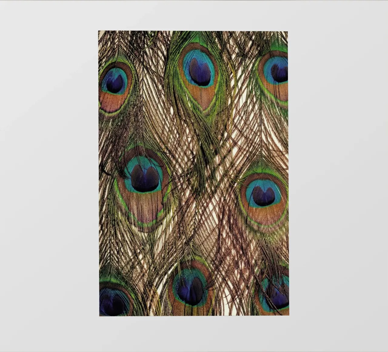 Peacock pellicola backlit da Curious Collections by Marielle Leenders