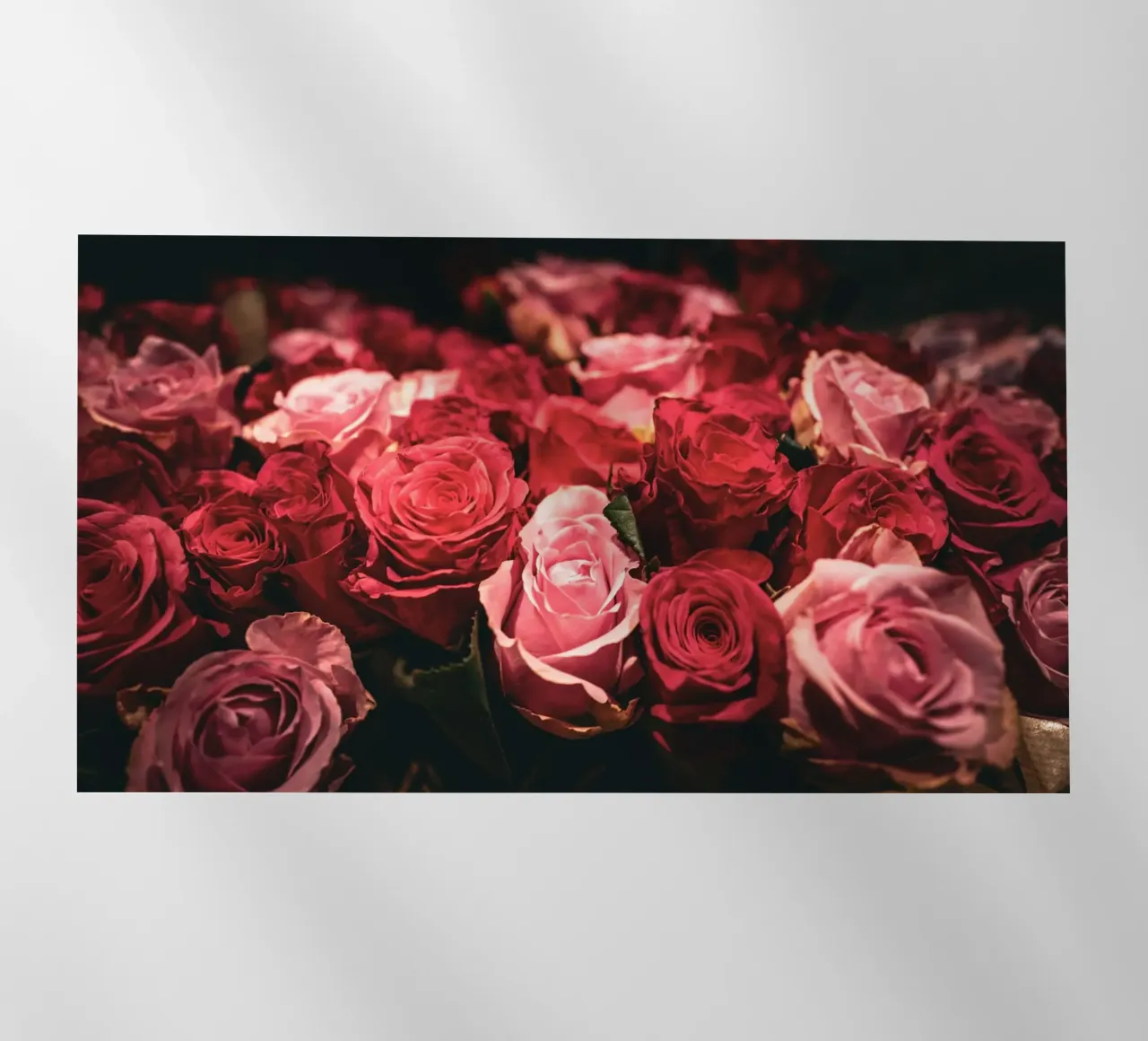 Rosen pellicola backlit da Flo Klein