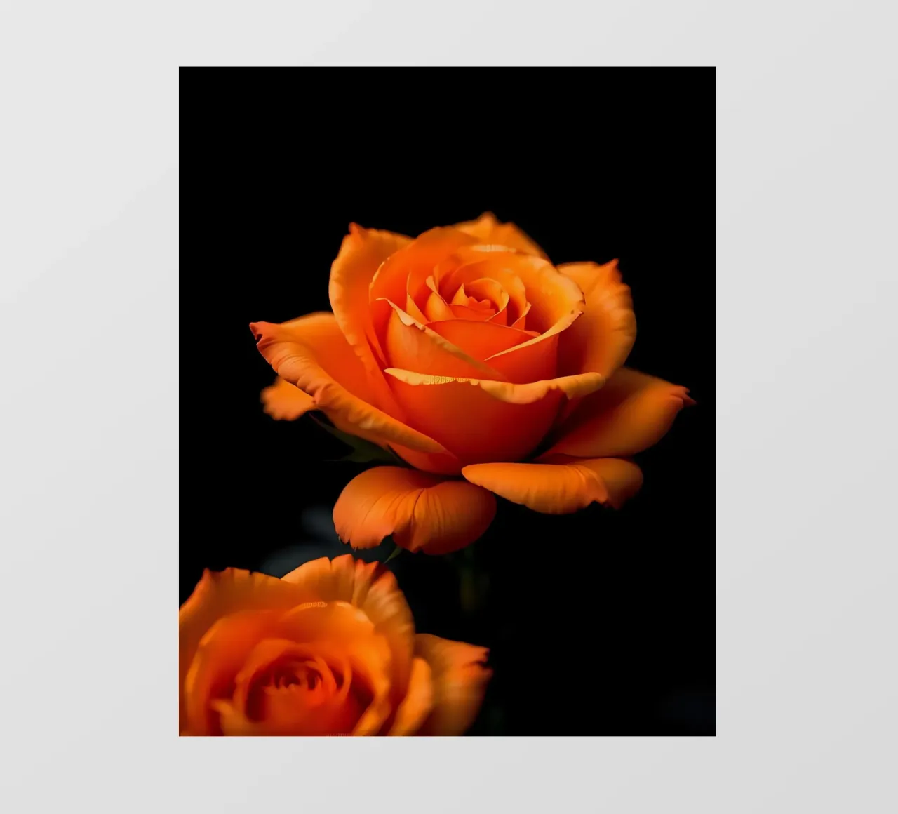 Rosa_arancio_05 pellicola backlit da Farb- und Blütenzauber by LK