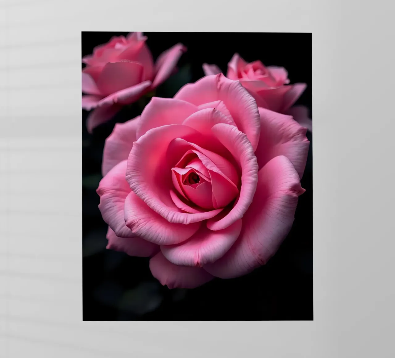 Rosa_rosa_05 pellicola backlit da Farb- und Blütenzauber by LK