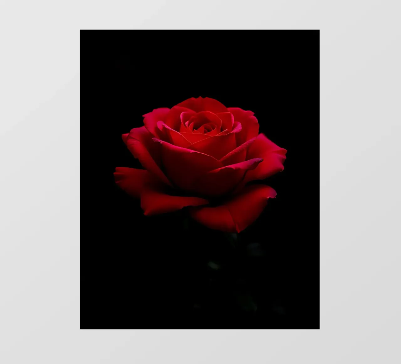 Rosa_rot_01 pellicola backlit da Farb- und Blütenzauber by LK
