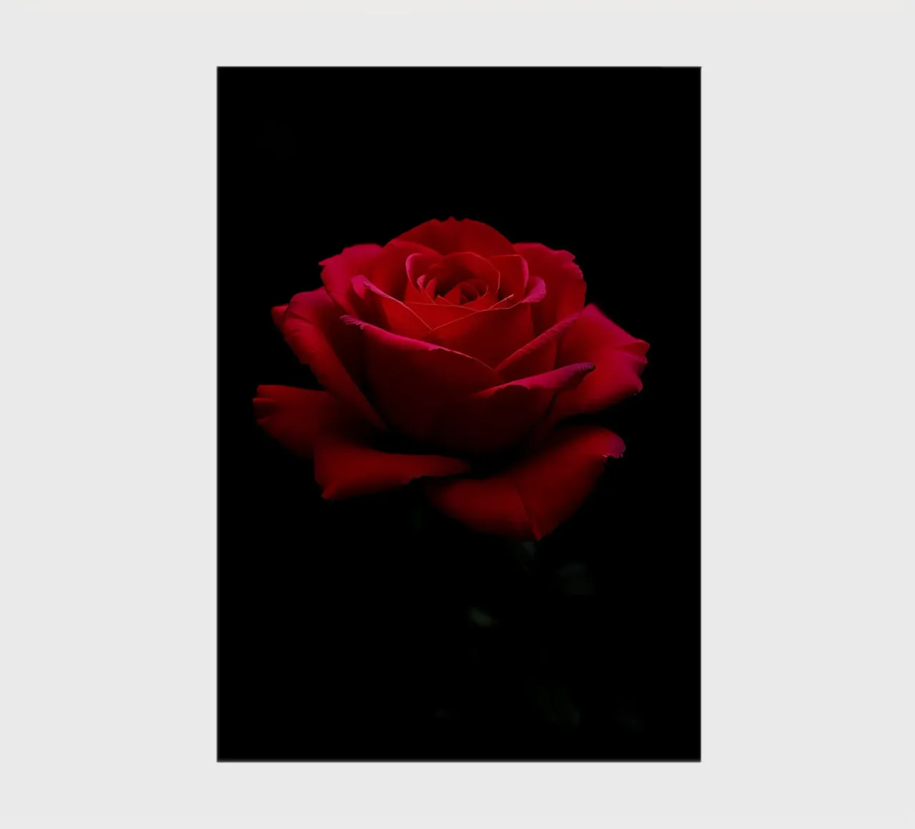 Rose_rot_01 notebook by Farb- und Blütenzauber by LK