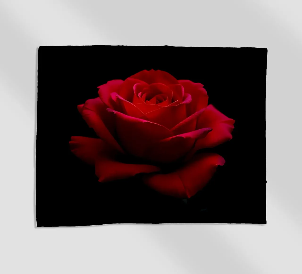Rosa_rot_01 telo mare da Farb- und Blütenzauber by LK