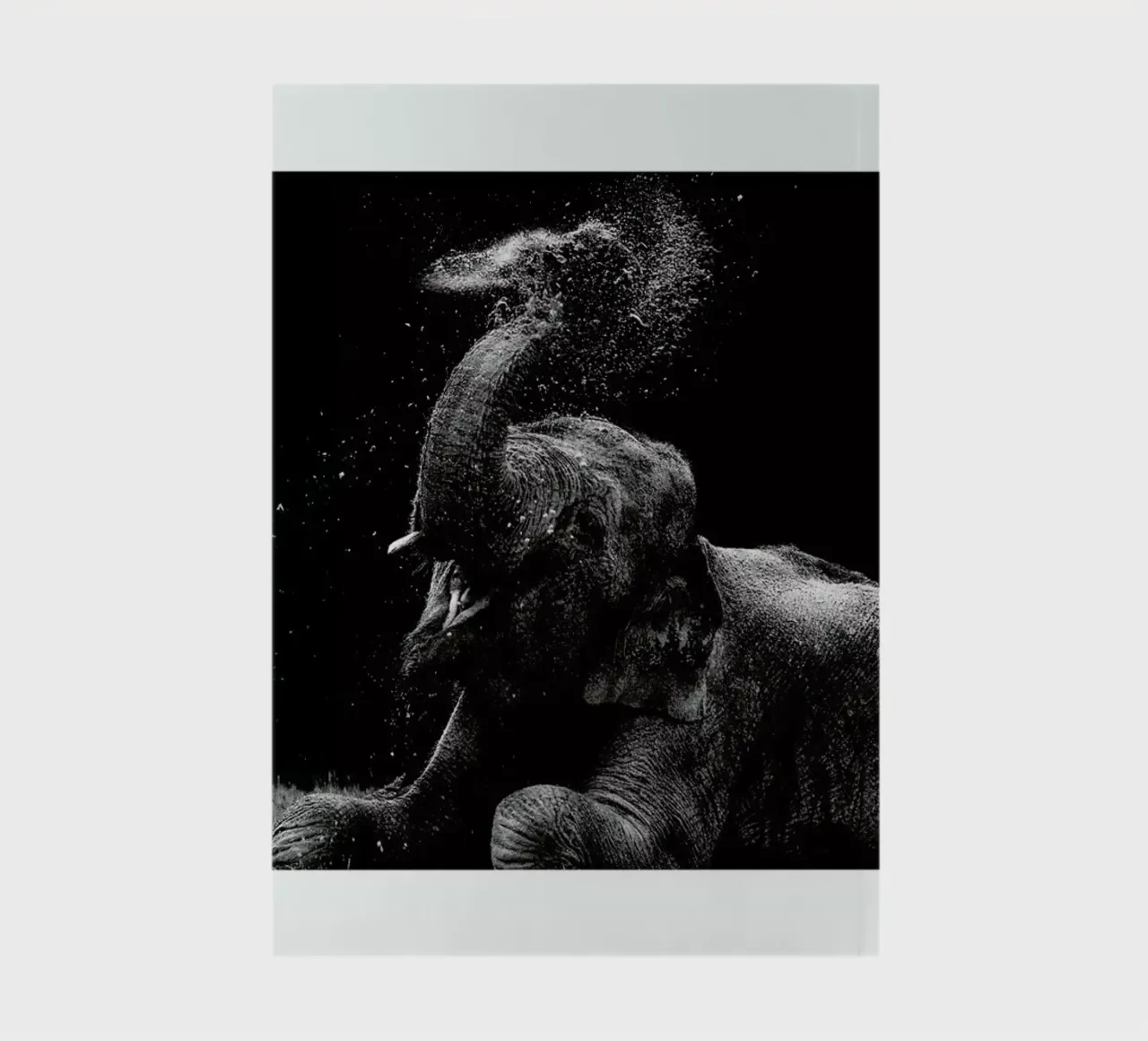 Frolicking Elephant notebook by Natural Kingdom