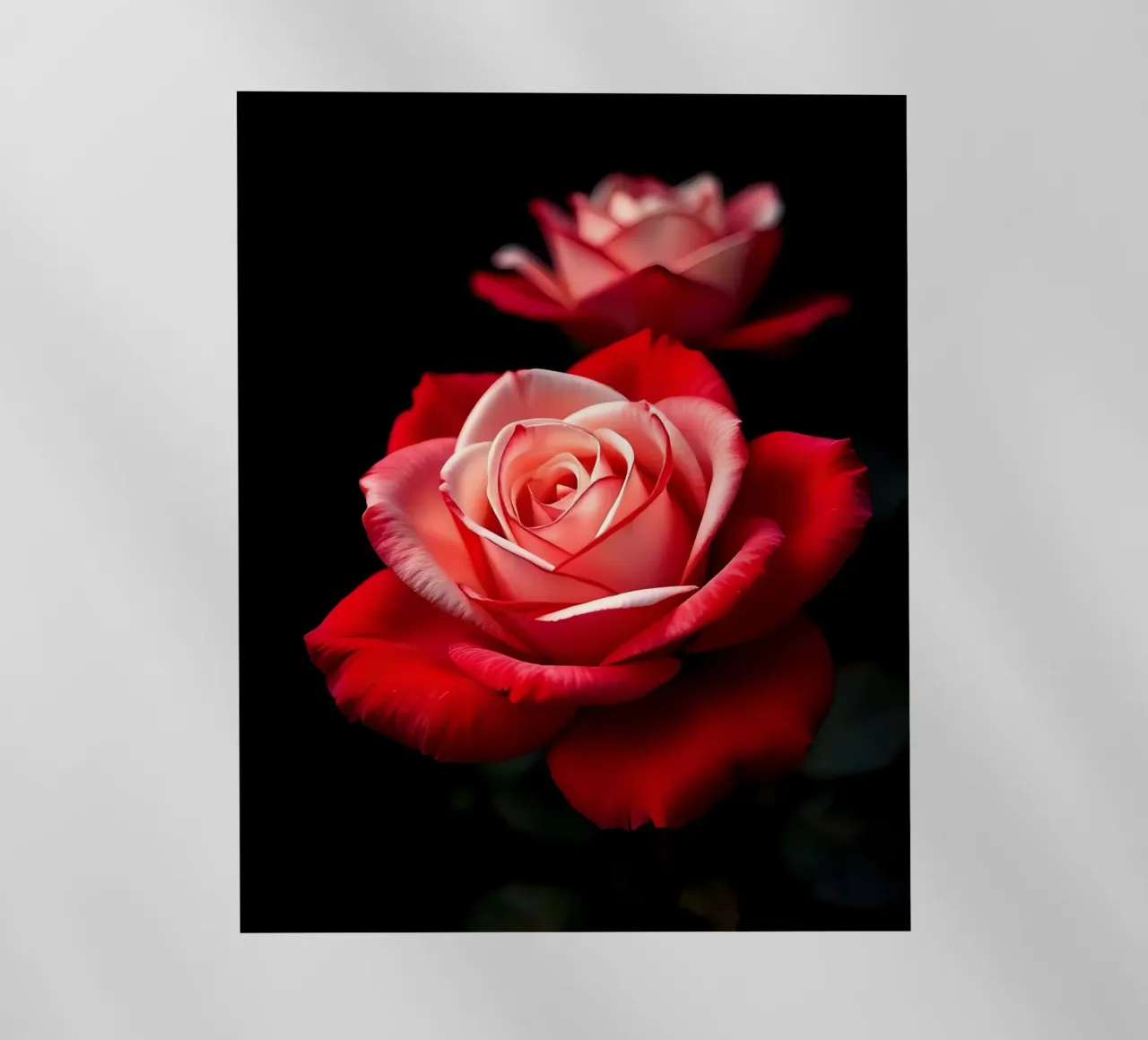 Rosa_rossa_bianca_02 pellicola backlit da Farb- und Blütenzauber by LK