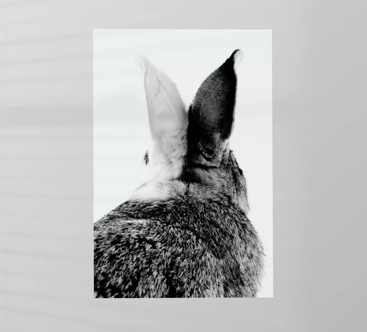 Bunny Ears Black & White pellicola backlit da Natural Kingdom