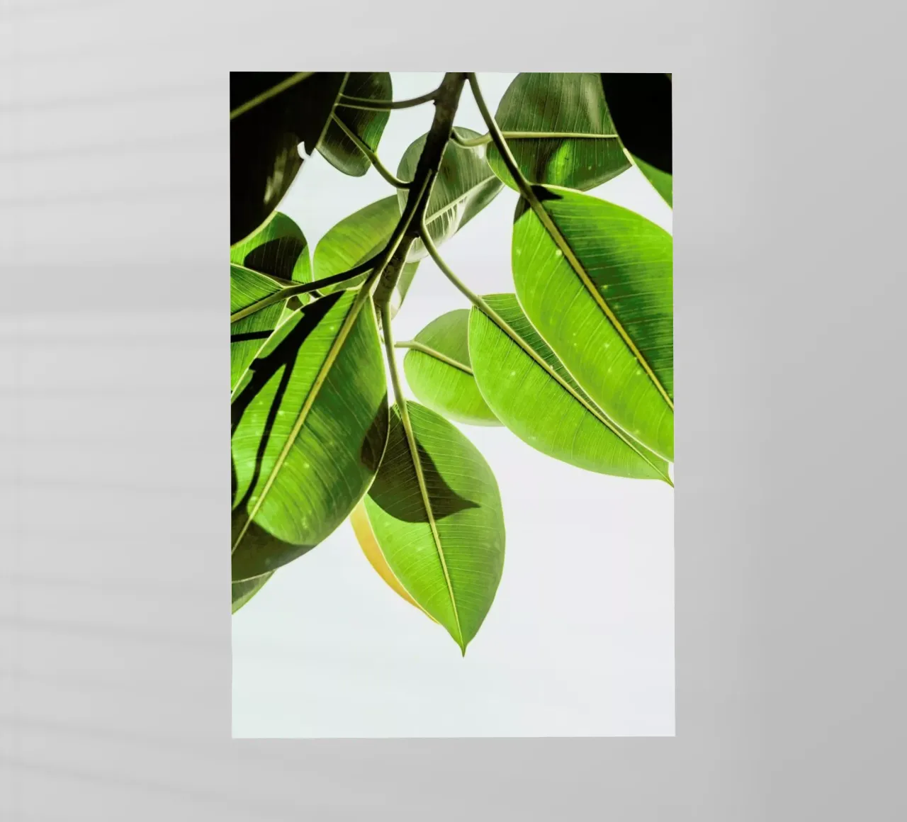 Lime Light pellicola backlit da Shot By Clint