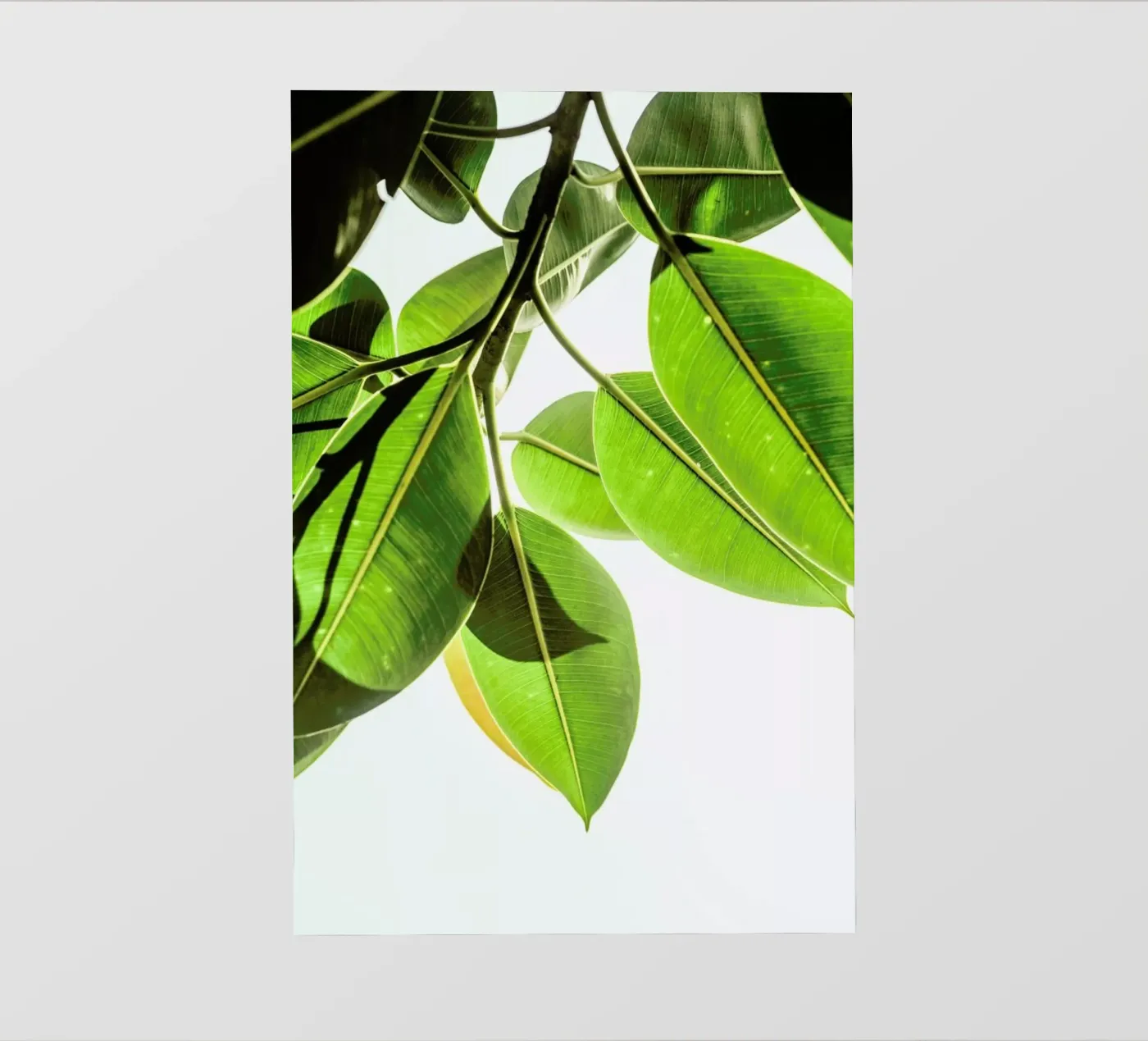 Lime Light pellicola backlit da Shot By Clint