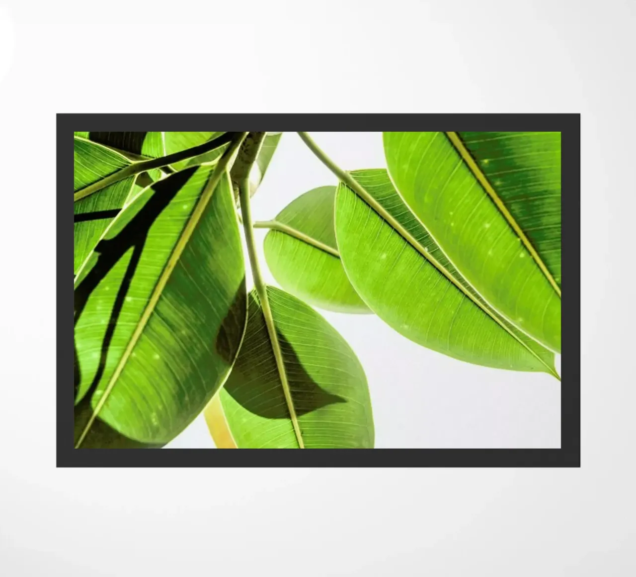 Lime Light zerbino da Shot By Clint