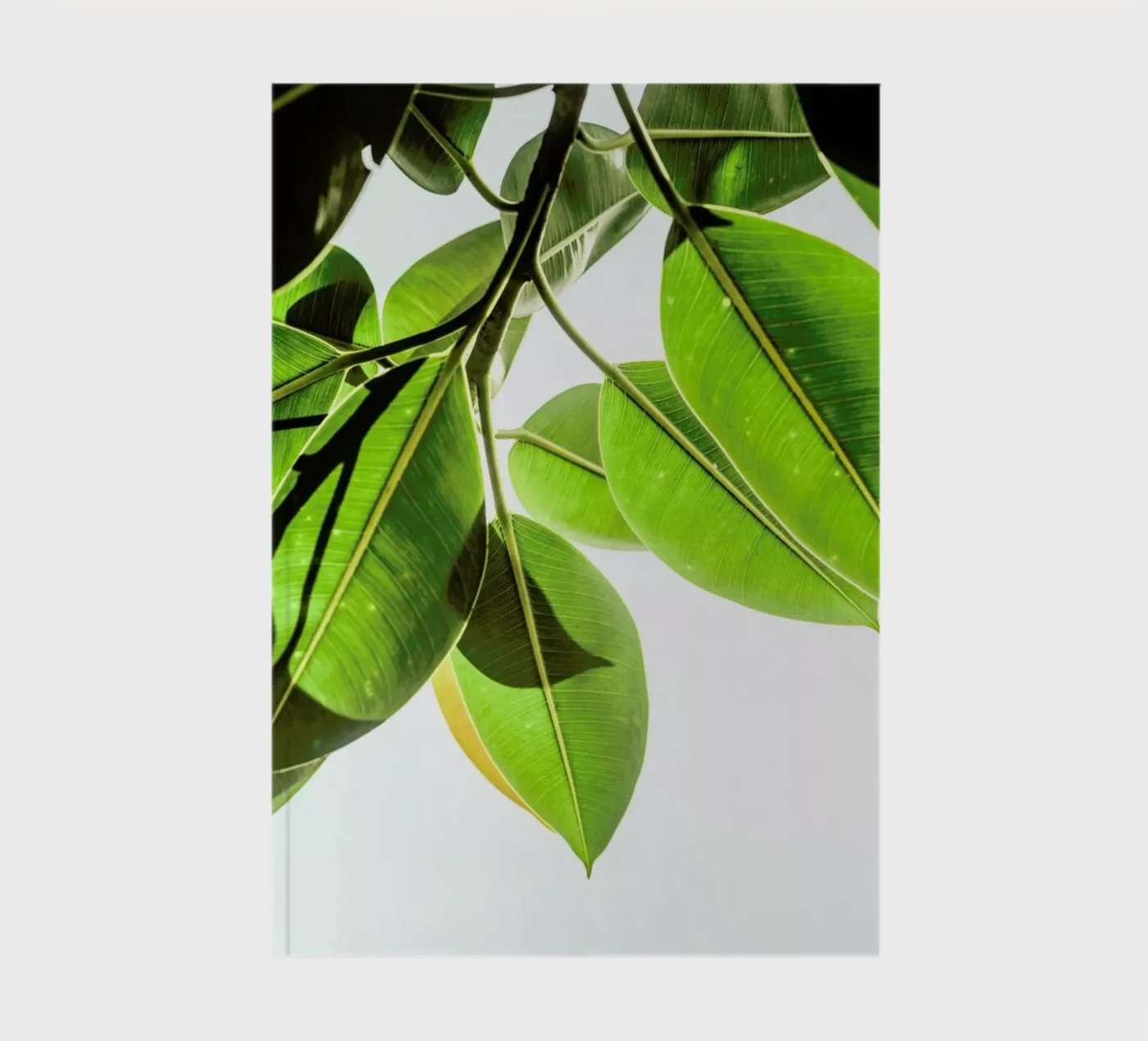 Lime Light notebook by Shot By Clint