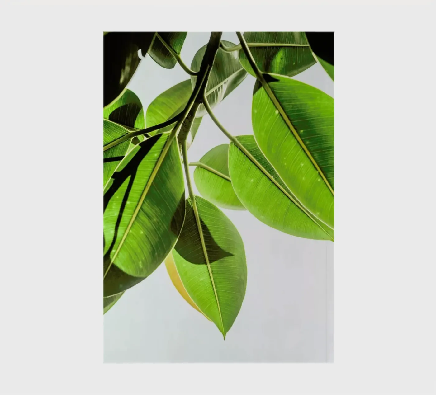 Lime Light notebook by Shot By Clint