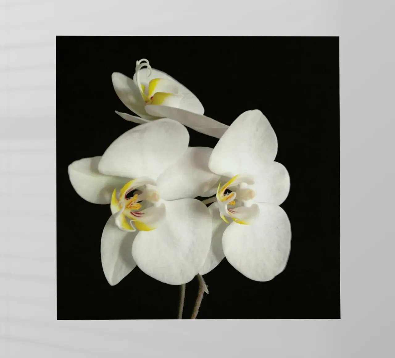 Orchidea bianca e nera II pellicola backlit da Cassia Beck Photography