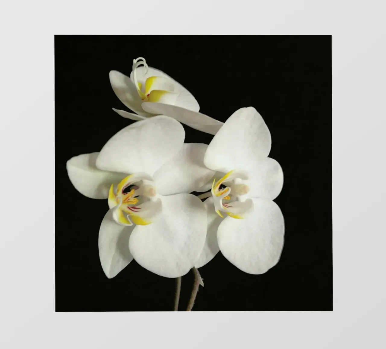 Orchidea bianca e nera II telo in pvc da Cassia Beck Photography