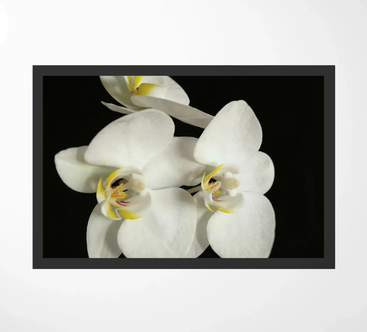 Orchidea bianca e nera II zerbino da Cassia Beck Photography