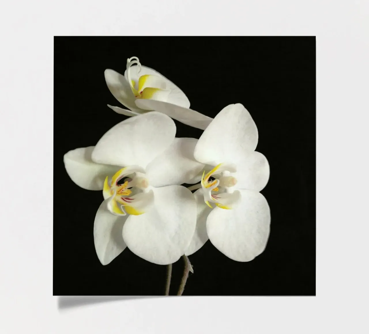 Orchidea bianca e nera II foglio adesivo da Cassia Beck Photography