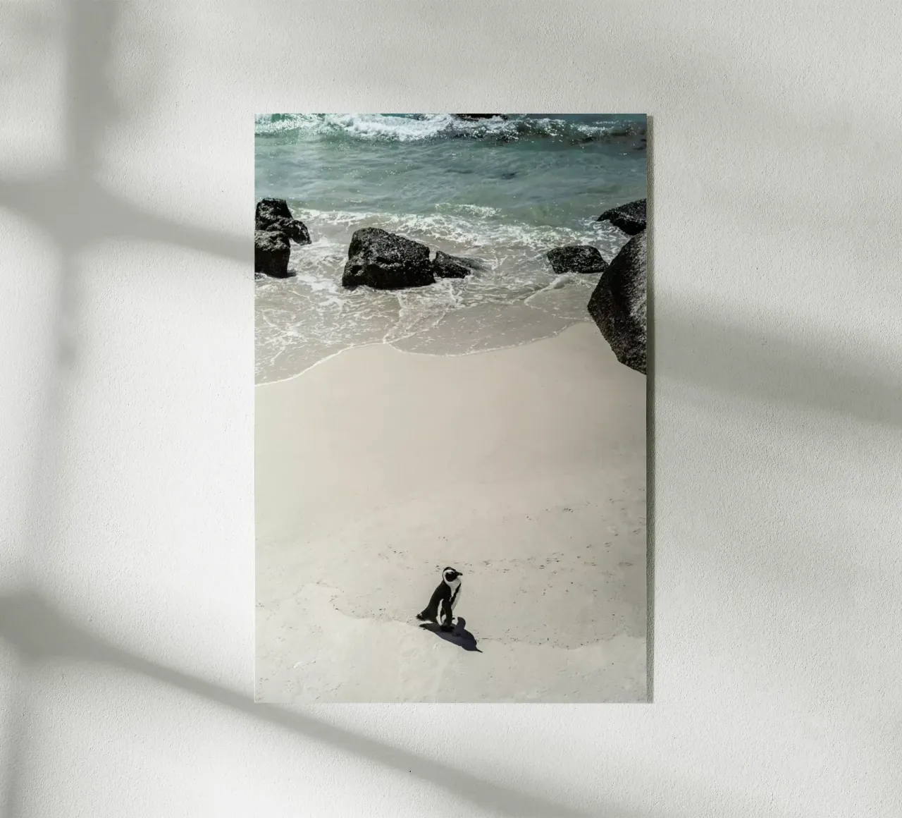 Solo Penguin product.type.acrylglas common.byCreator Shot By Clint