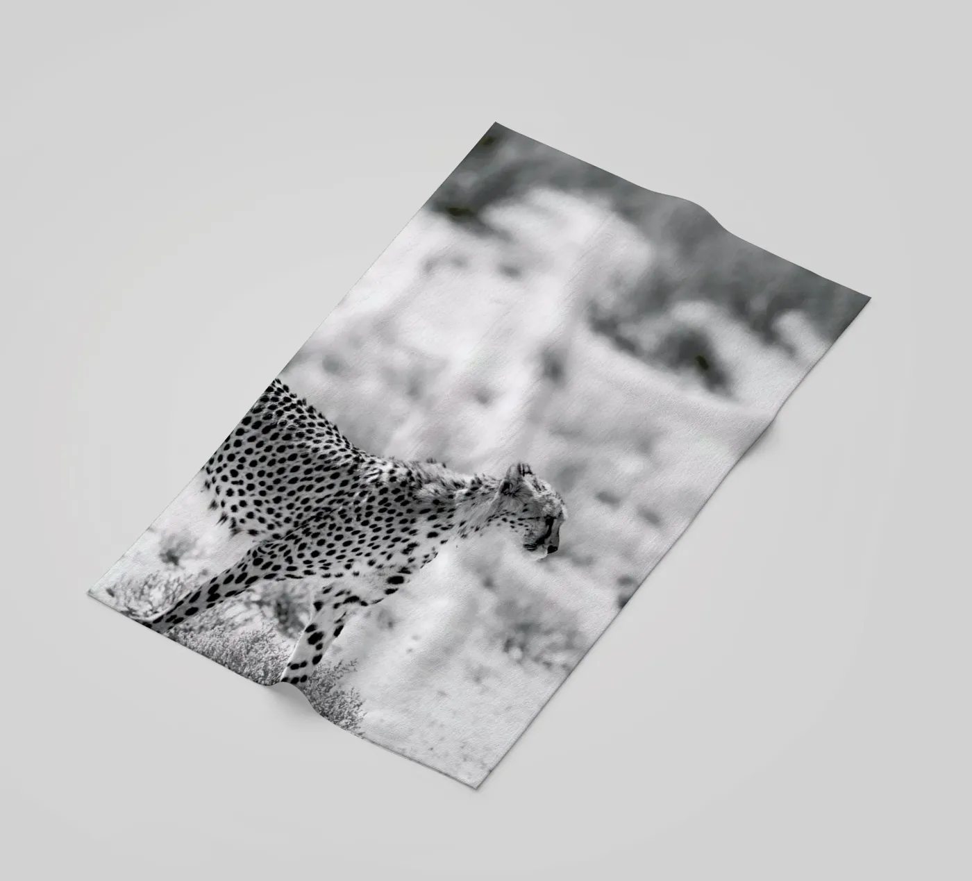 Safari Kat telo mare da Shot By Clint