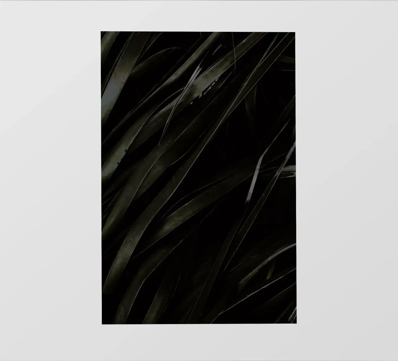 Black Palms pellicola backlit da Chris Abatzis
