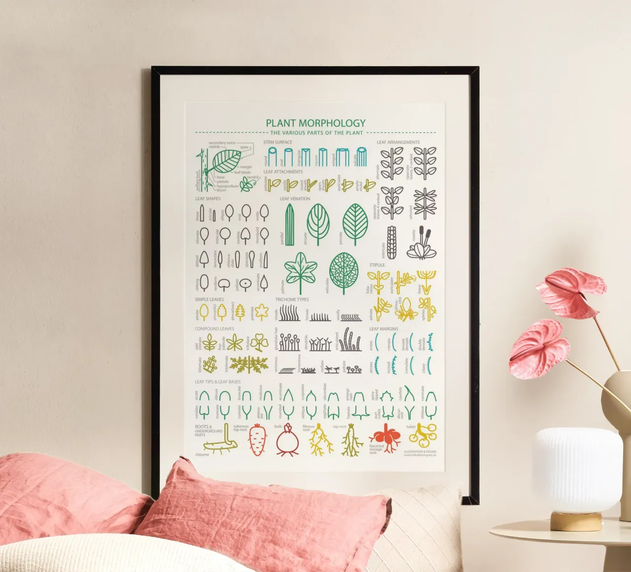 MORFOLOGIA DELLE PIANTE - Le varie parti della pianta poster con telaio in alluminio da Lidia Blomgren