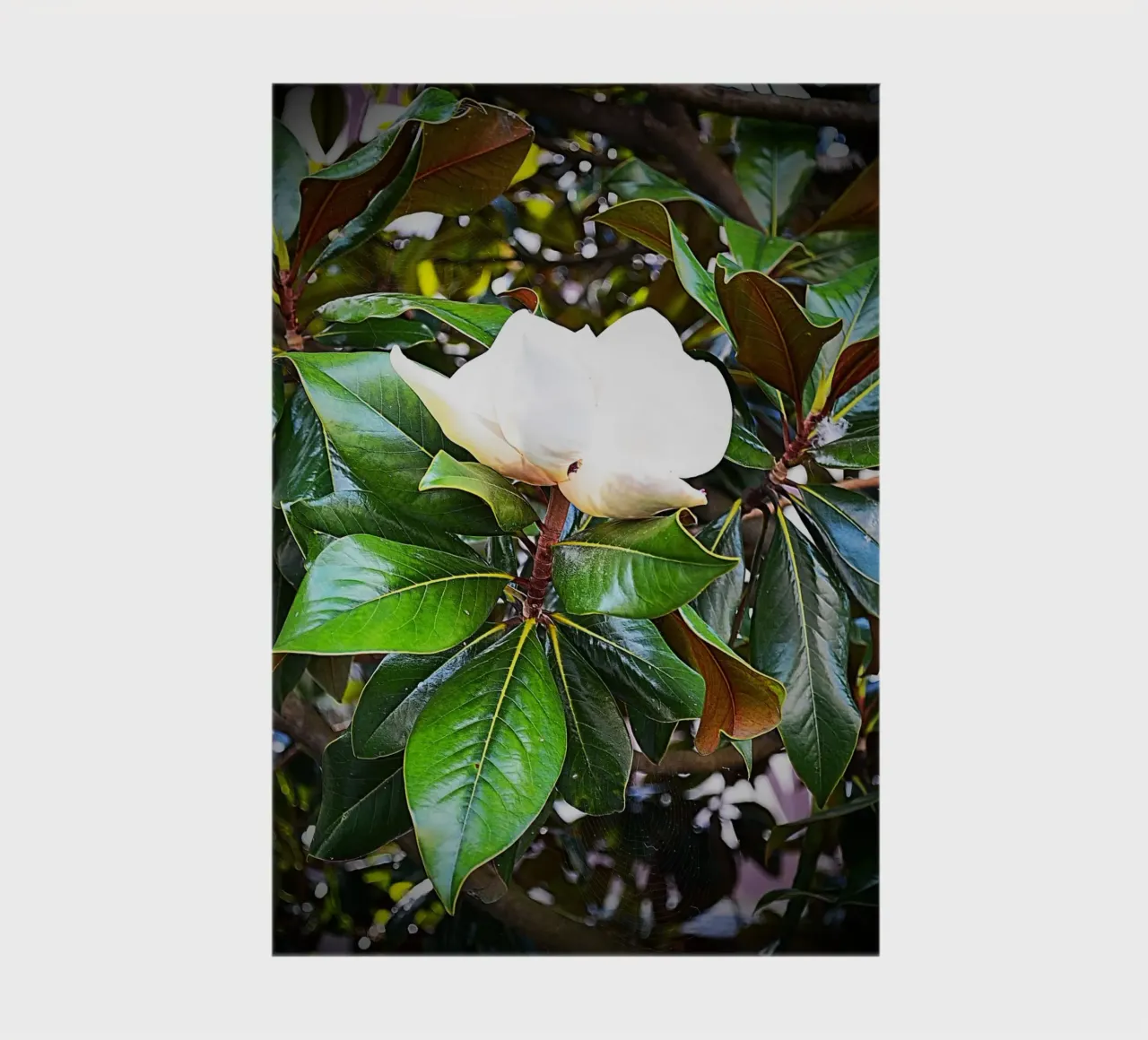 FAA269 notebook by Thierry vobmann photography