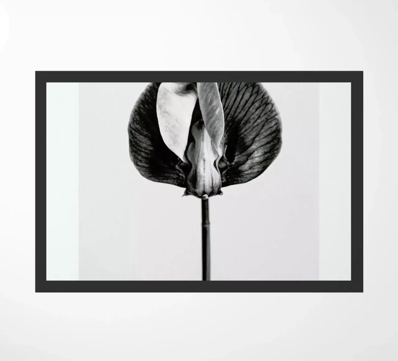 Strange Beauty V zerbino da Flora & Fauna