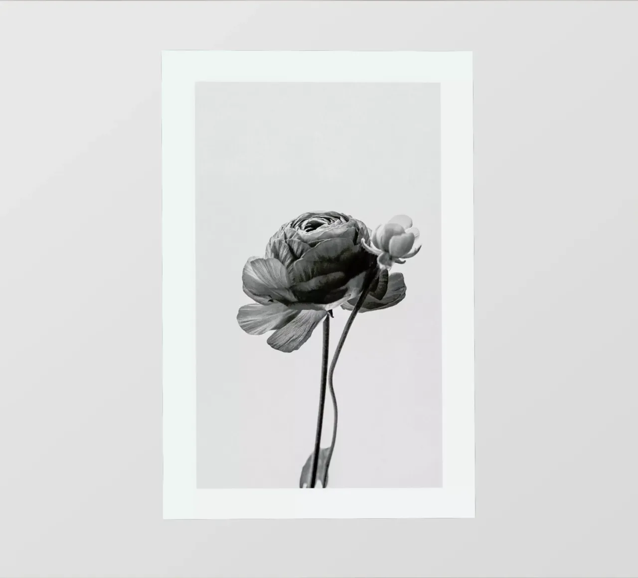 Flower in Grey pellicola backlit da Flora & Fauna