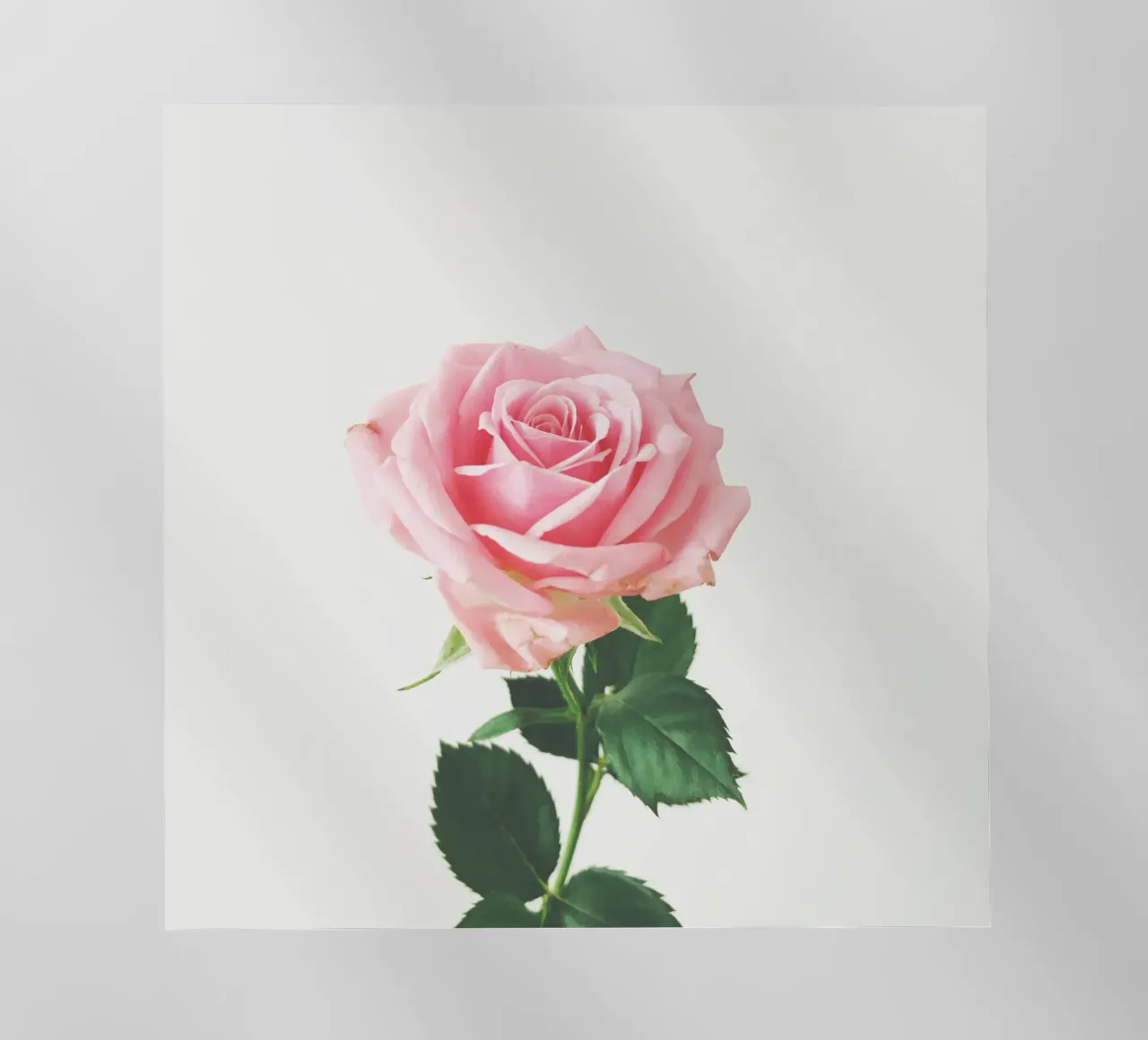 Rosa di primavera pellicola backlit da Cassia Beck Photography