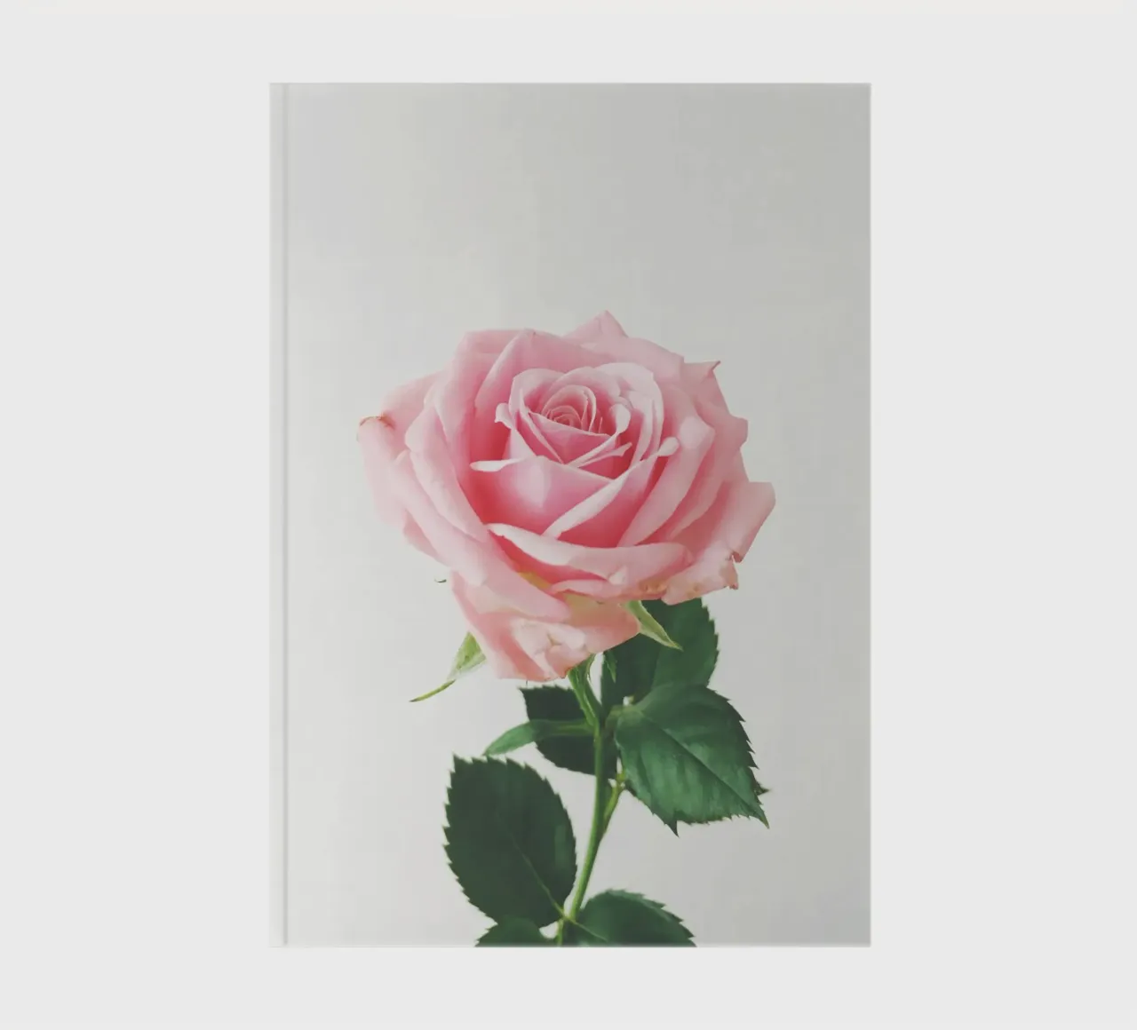 Spring Rose notebook by Cassia Beck Photography