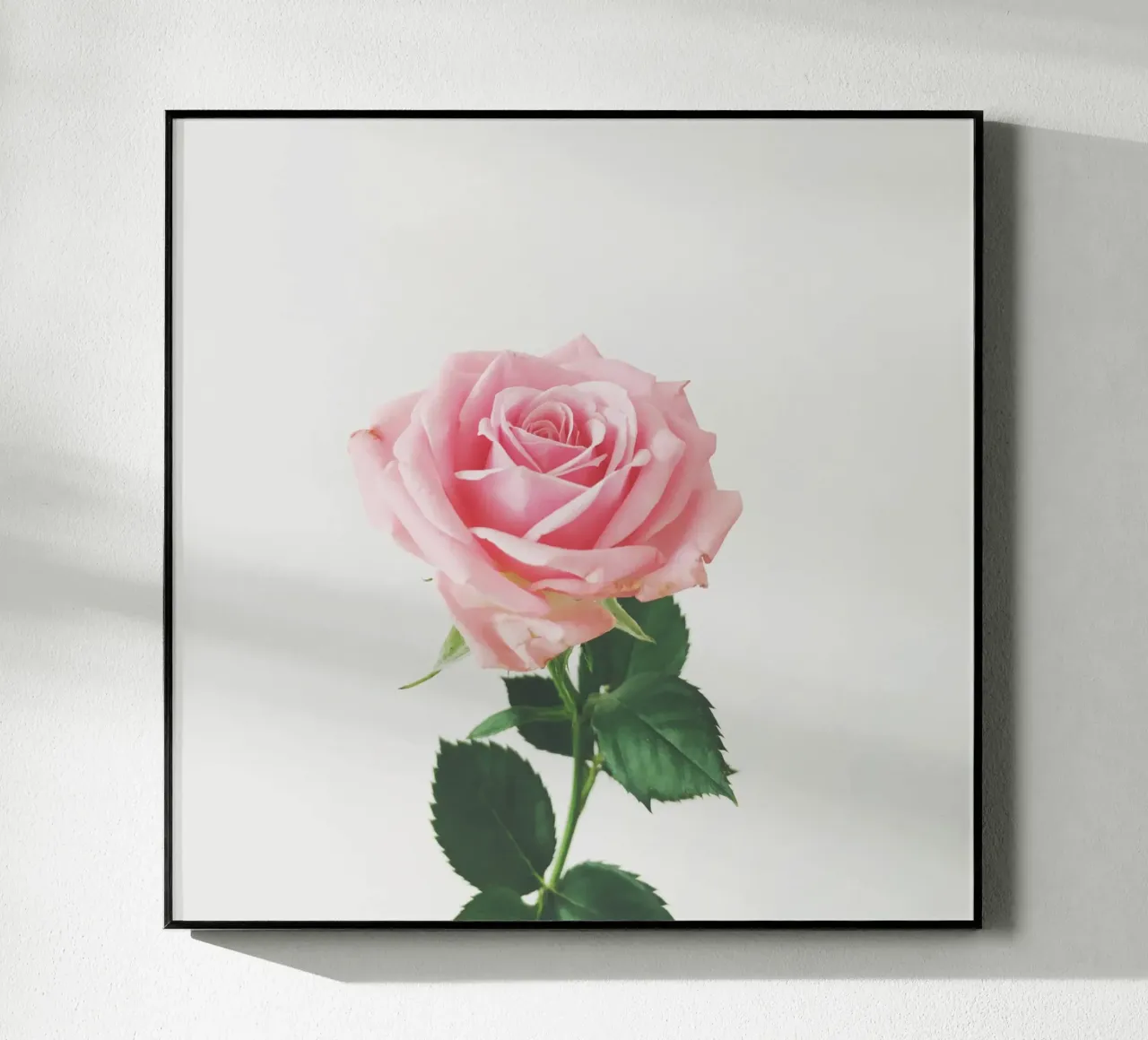 Spring Rose acryl van Cassia Beck Photography