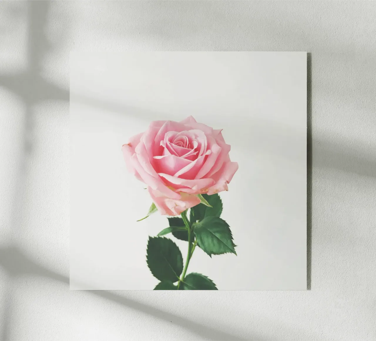 Spring Rose acryl van Cassia Beck Photography