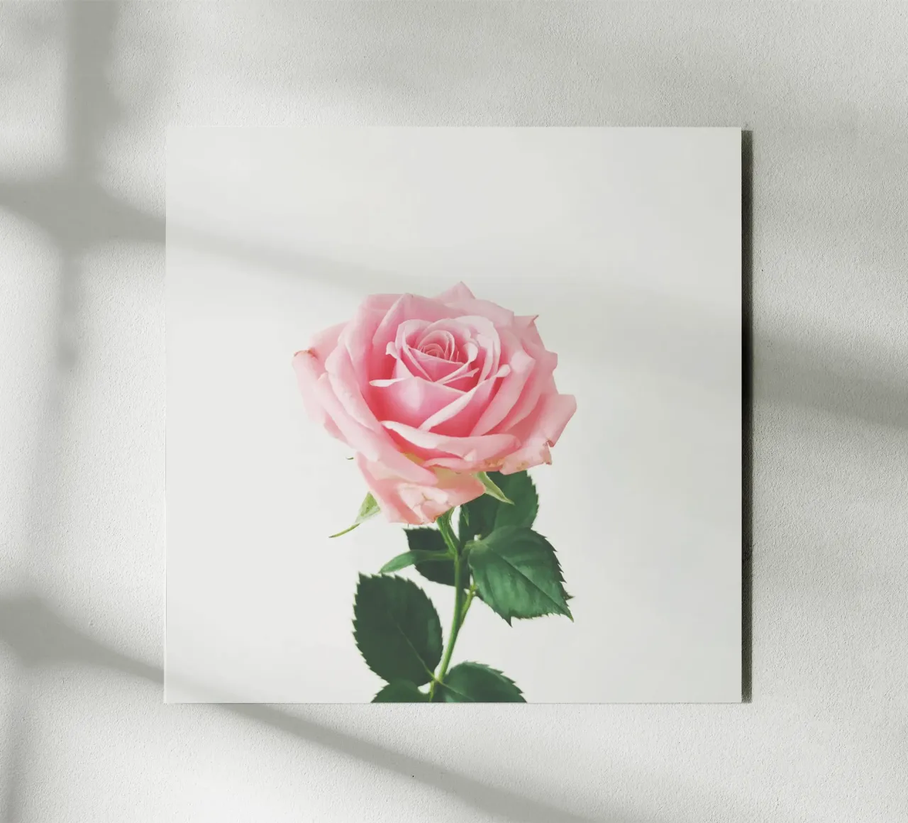 Spring Rose forex plate by Cassia Beck Photography
