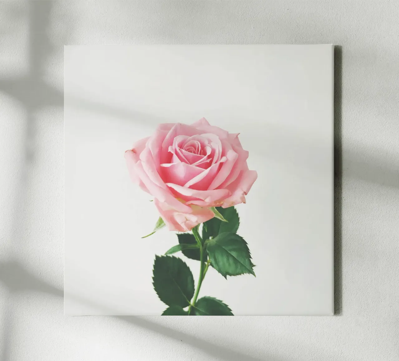 Rosa di primavera tela da Cassia Beck Photography