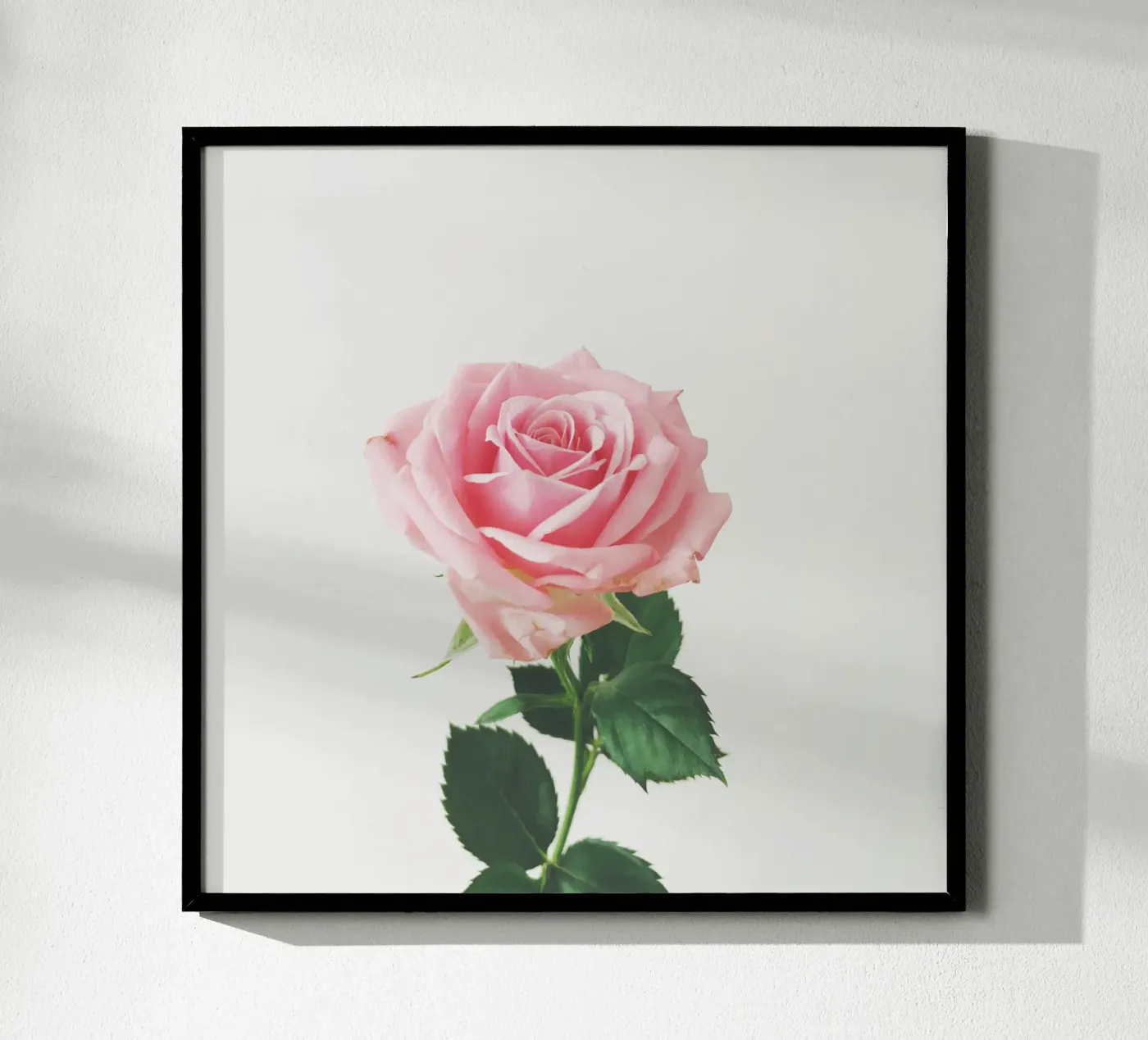 Rose de printemps poster de Cassia Beck Photography