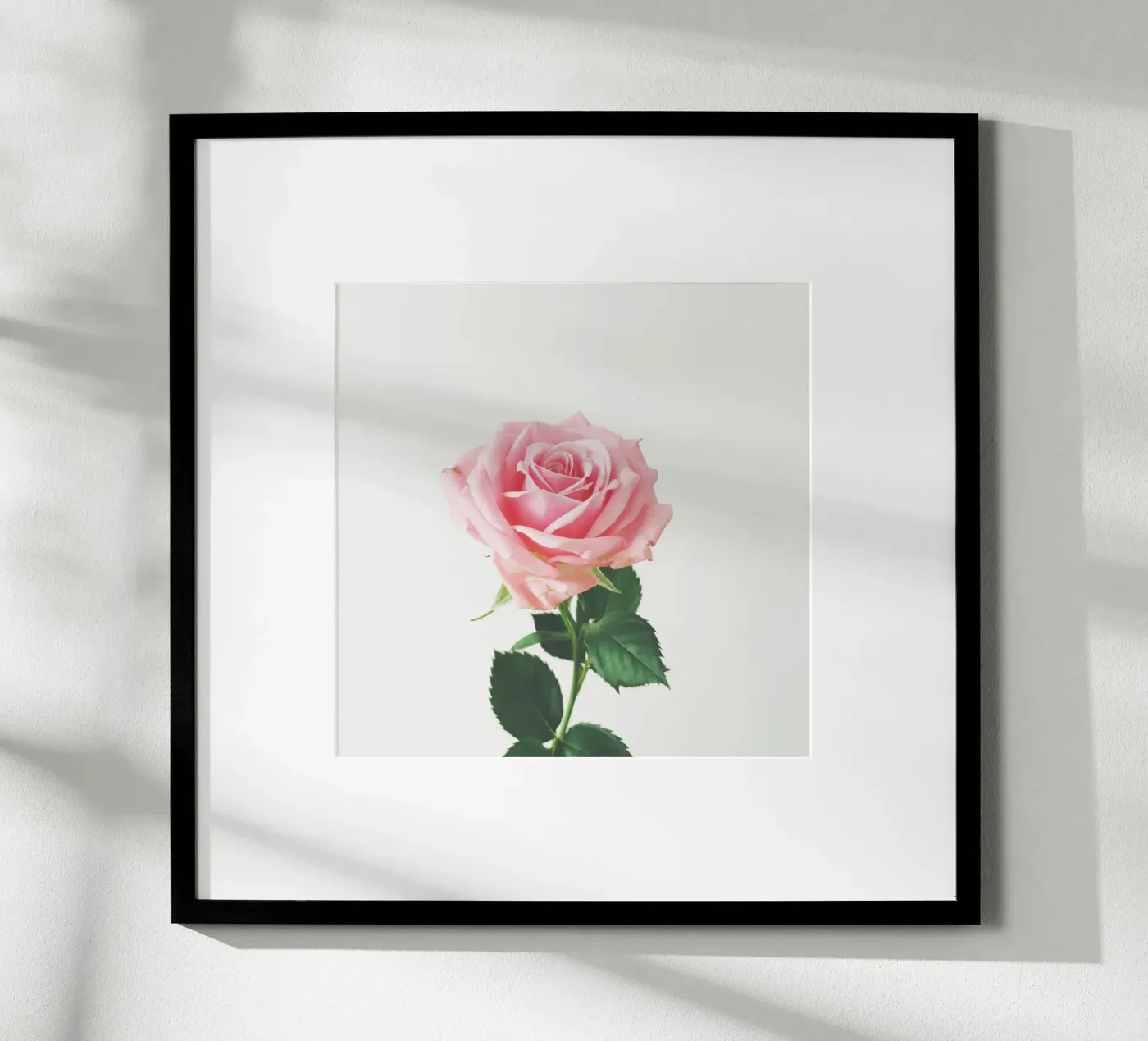 Rose de printemps poster de Cassia Beck Photography