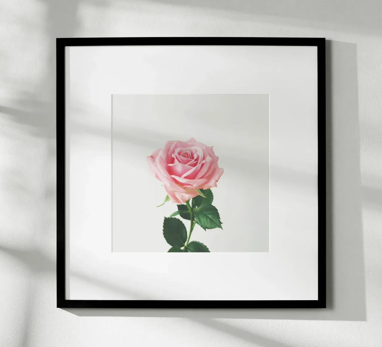 Rosa di primavera poster da Cassia Beck Photography