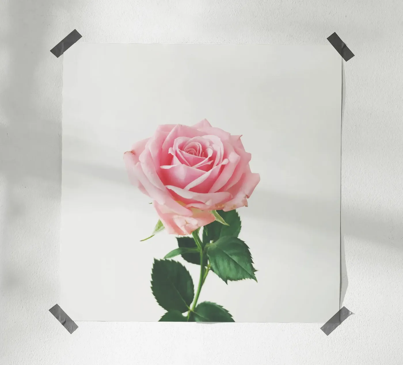 Rose de printemps poster de Cassia Beck Photography