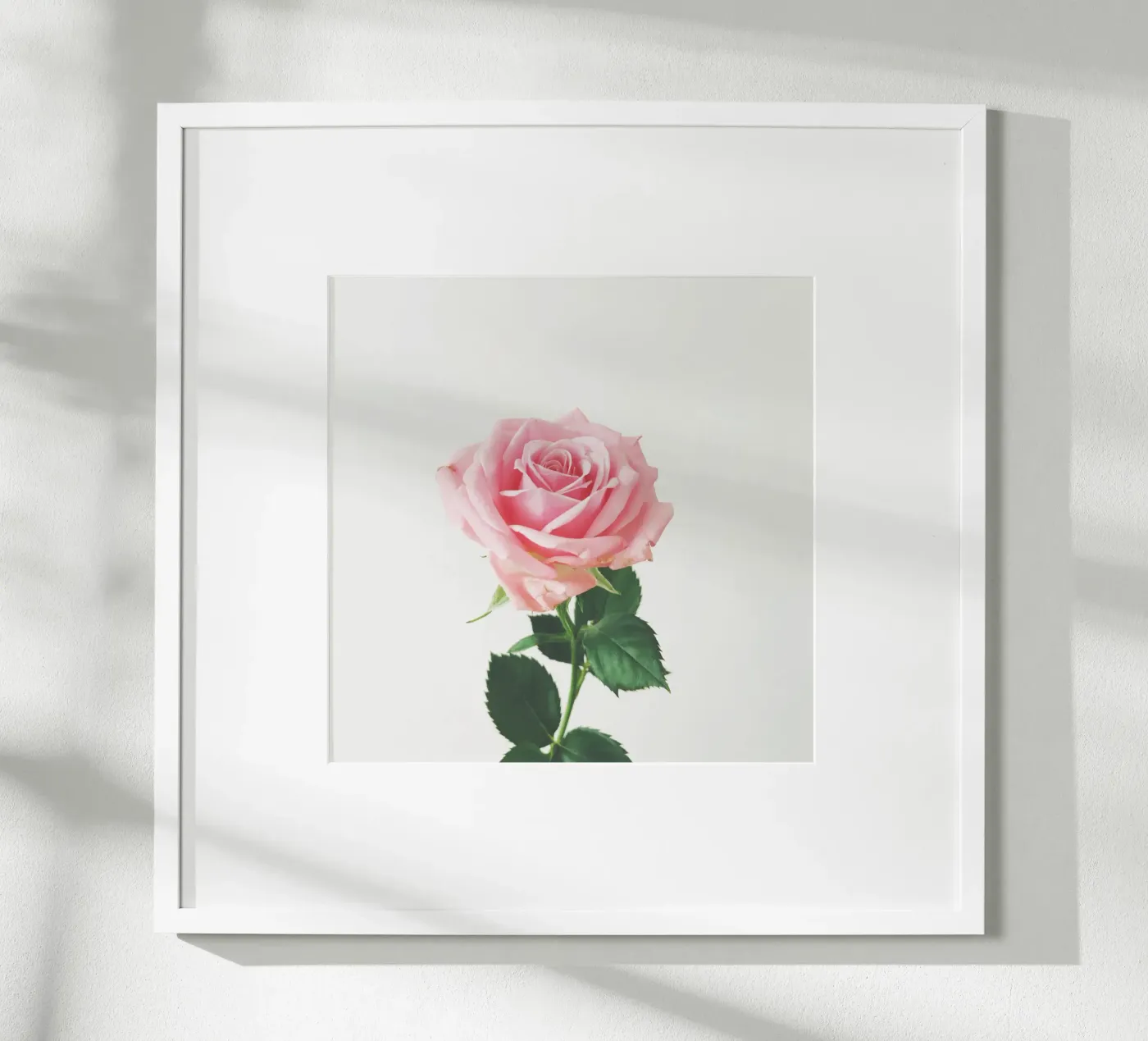 Rose de printemps poster de Cassia Beck Photography